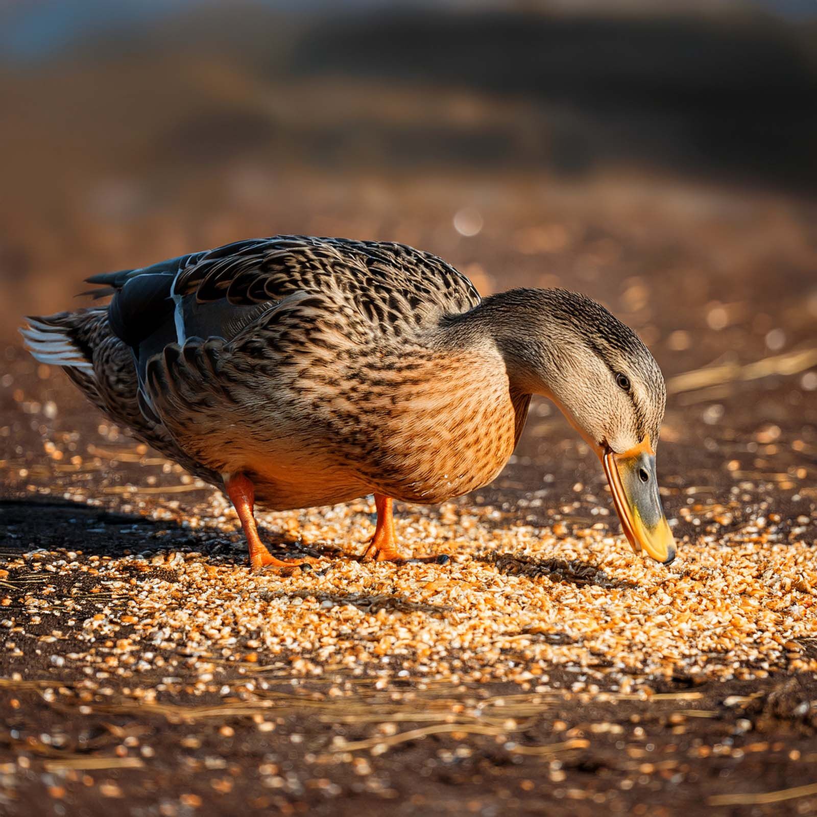 Eend eet graan van de grond
