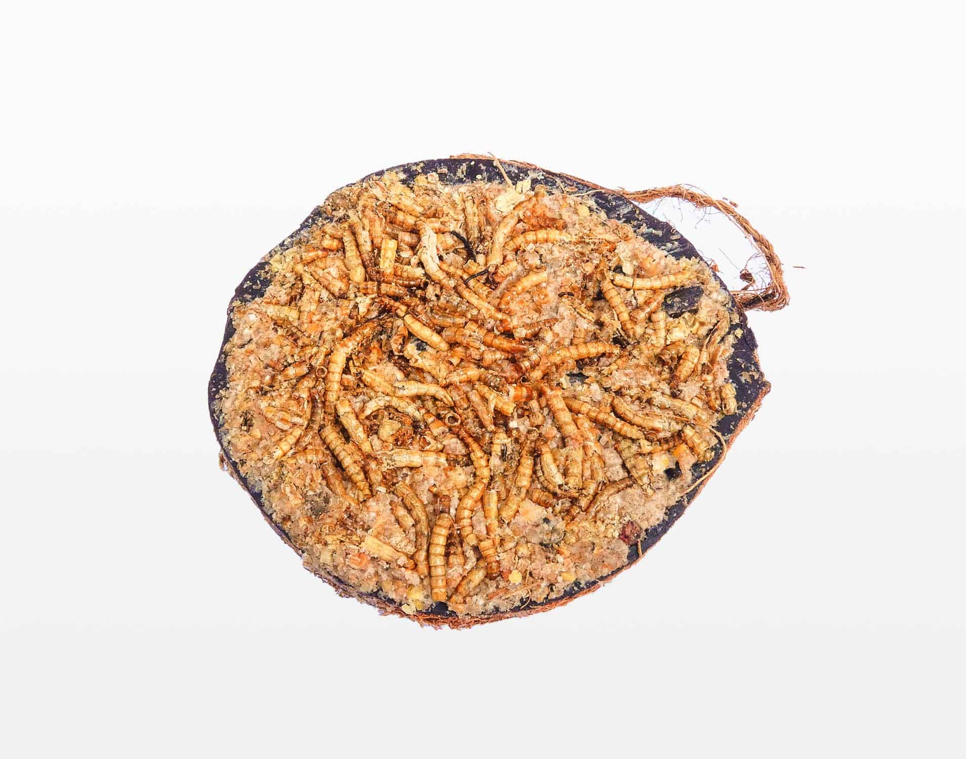 Halve gevulde kokosnoot meelworm – The Bird Family
