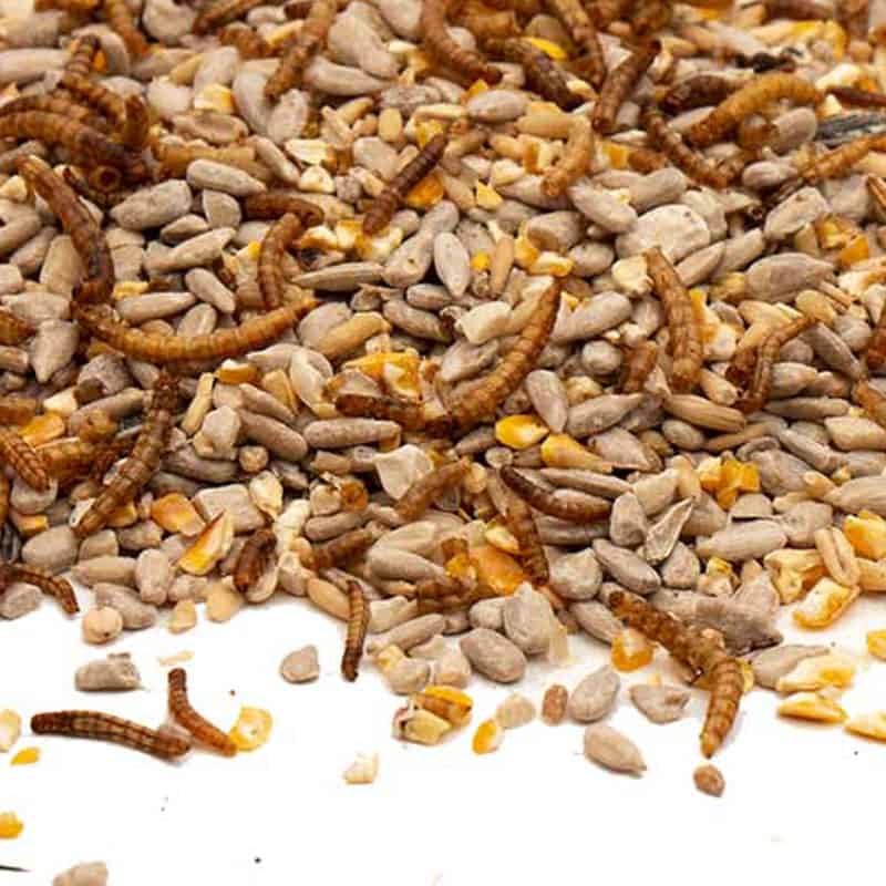 meelwormen high energy stroooivoer