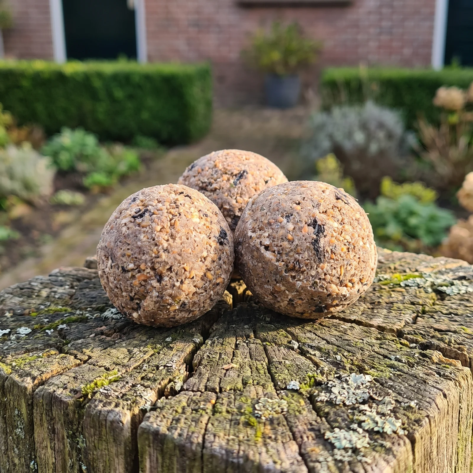 Vetbollen classic in de tuin – The Bird Family