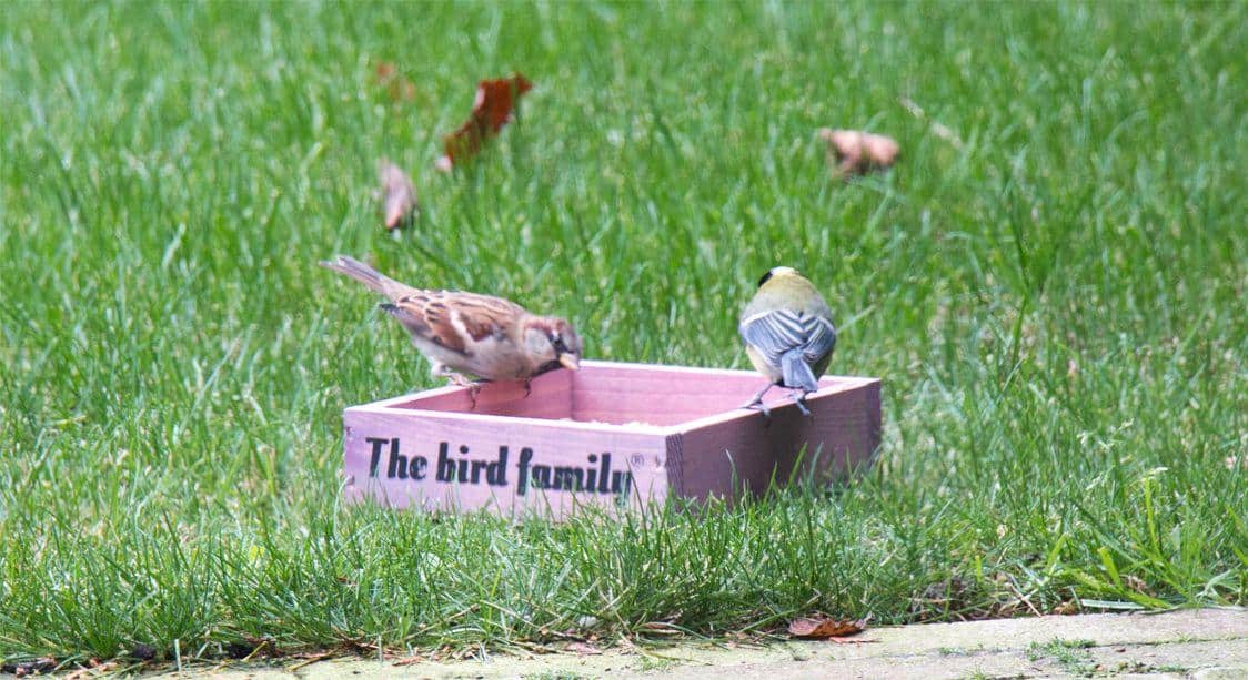 voederplateau the bird family