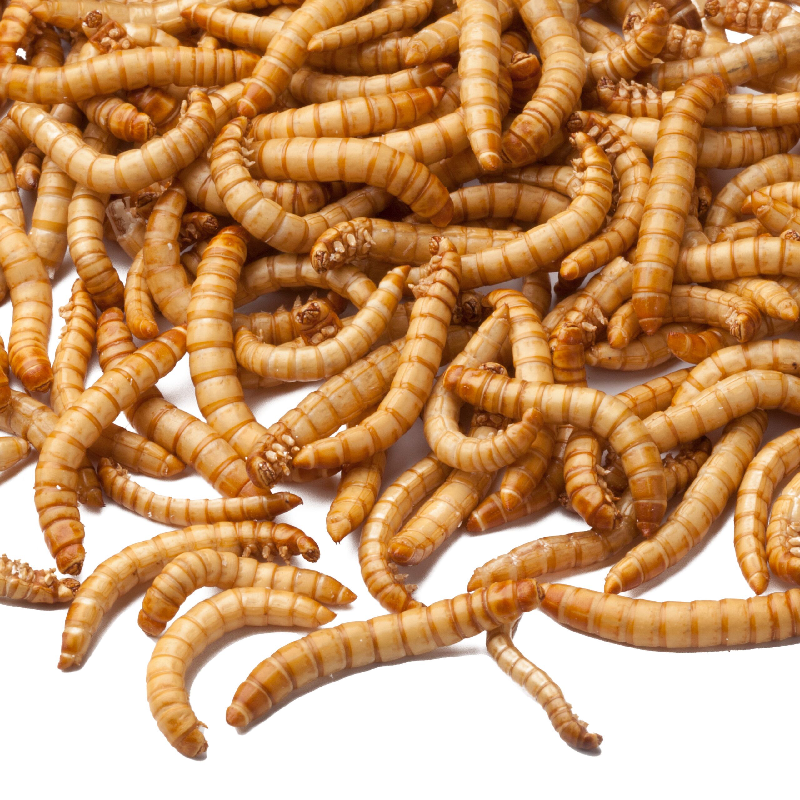 Gedroogde meelwormen voor tuinvogels - 100% natuurlijk