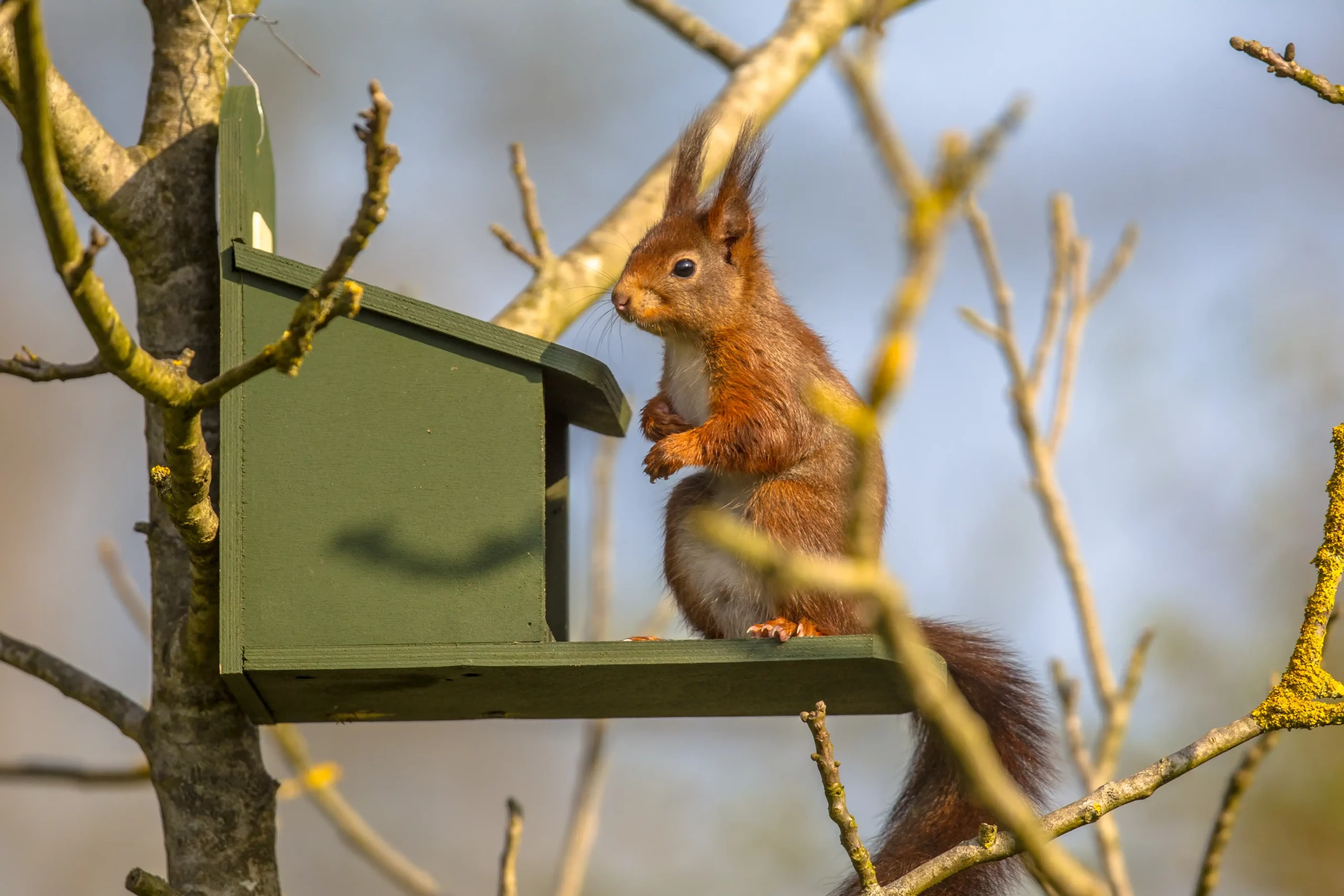 Eekhoorn eet eekhoornvoer bij een groene voederkast in boom