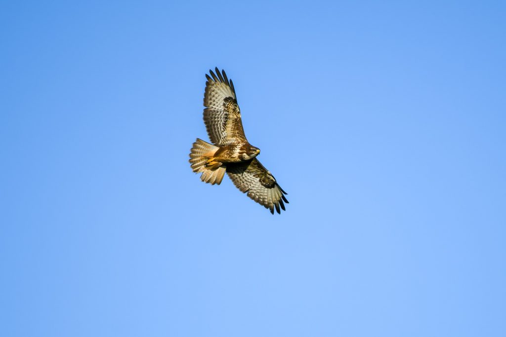 buizerd
