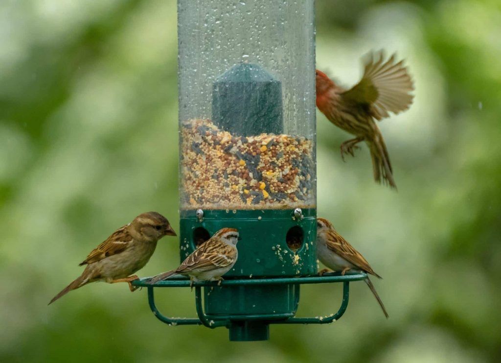 vogels in de tuin