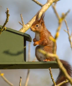 Eekhoorn eet eekhoornvoer bij een groene voederkast in boom