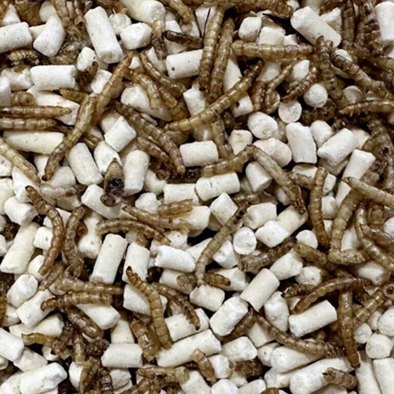 Gedroogde meelwormen en vetpellets insecten strooivoer