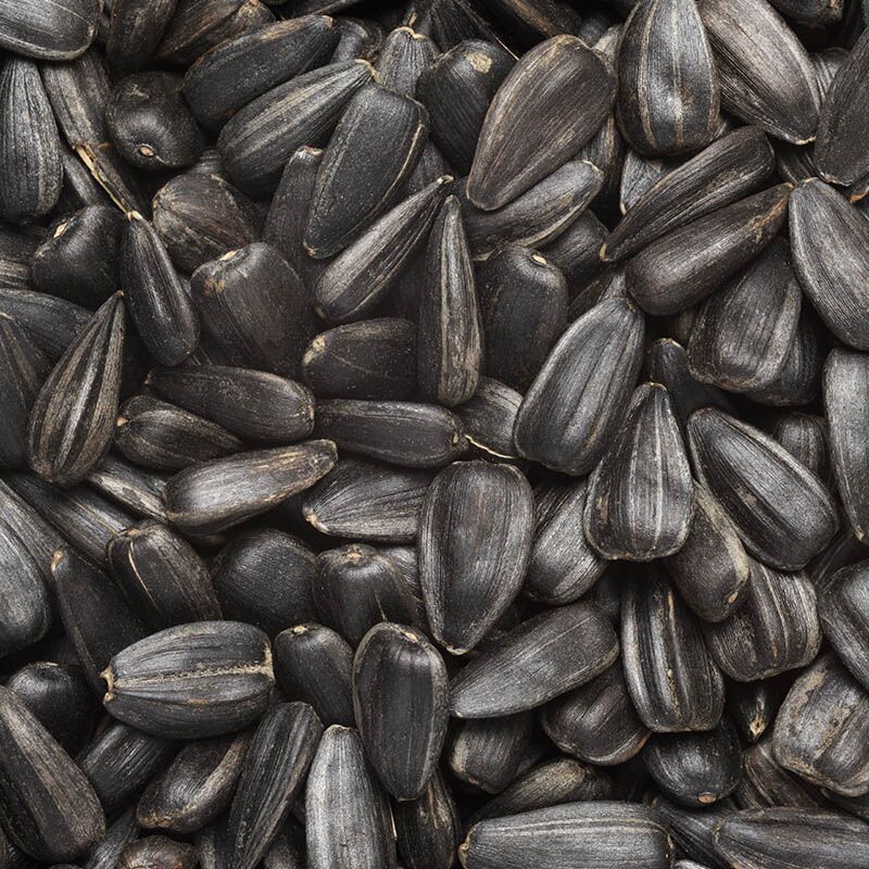 Zwarte zonnebloempitten premium kwaliteit