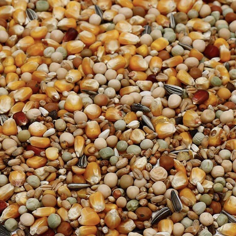 Duivenvoer -Allround - Diverse mix van graan en zaden close-up